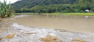 Curah Hujan Tinggi  20 Hektar Lahan Pertanian Terendam Banjir