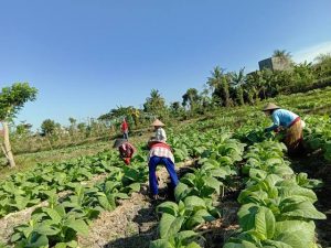 Di masa Pandemi, Petani Sakbar Tetap Tanam Tembakau & Keluhkan Harga Produksi Tinggi