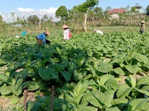 Antisipasi Hujan, Petani Tembakau di Sakbar Perlambat Pemupukan