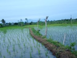 Hujan Membawa Berkah, Petani Desa Mulaikan Tanam Padi