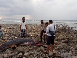 Warga Sekotong Temukan Paus Mati di Pantai Pemalikan, Langsung Dievakuasi untuk Dikuburkan