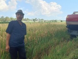 Harga Gabah Anjlok, Petani Merugi