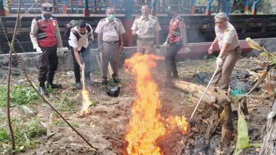 Cegah PMK, Sebanyak 9,68 Kg Daging Sapi Asal Bali Dimusnahkan di Lembar