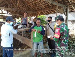 Cegah Penularan PMK, Koramil Jajaran Kodim 1628/SB Bersama Steakholder Terkait, Adakan Pengecekan Hewan Ternak Di Sumbawa Barat