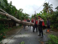 Pohon Tumbang Akibat Cuaca Ekstrem di Lembar, Satu Korban Meninggal Dunia