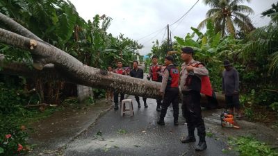 Pohon Tumbang Akibat Cuaca Ekstrem di Lembar, Satu Korban Meninggal Dunia