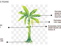 Mengenal Pohon Industri Pisang