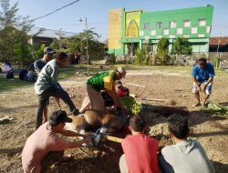 Berkah, MAN 2 Kota Bima Berkurban 3 Ekor Sapi dan 1 Ekor Kambing