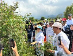 Wujud Industrialisasi Hasil Hutan Bukan Kayu, Wagub NTB Panen Perdana Daun Kayu Putih