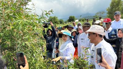 Wujud Industrialisasi Hasil Hutan Bukan Kayu, Wagub NTB Panen Perdana Daun Kayu Putih