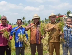 Panen Raya di Tanak Beak Narmada, Miq Gite : Luar Biasa dan Patut Disyukuri