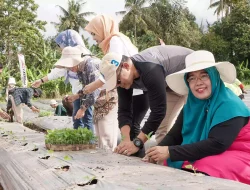 Pj Ketua TP PKK Provinsi NTB, Tanam Cabai Langkah Turunkan Inflasi Pangan