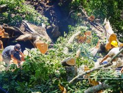 Wali Kota Terjun Langsung Pantau Evakuasi Pohon Tumbang