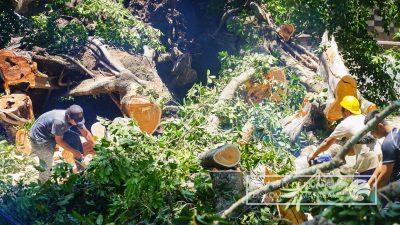 Wali Kota Terjun Langsung Pantau Evakuasi Pohon Tumbang