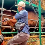 sapi
