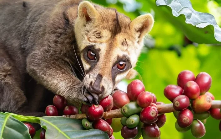 Kopi-Luwak-Coffee-Price